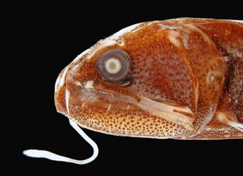 Media type: image; Ichthyology 133133